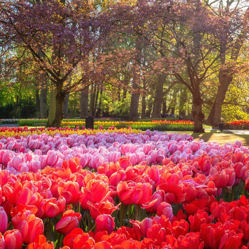 Image for Visiting Keukenhof tulip fields in the Netherlands