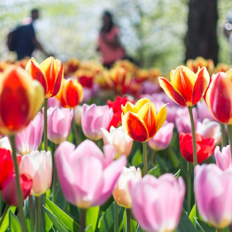 Image for Celebrate Tulip Season in Amsterdam