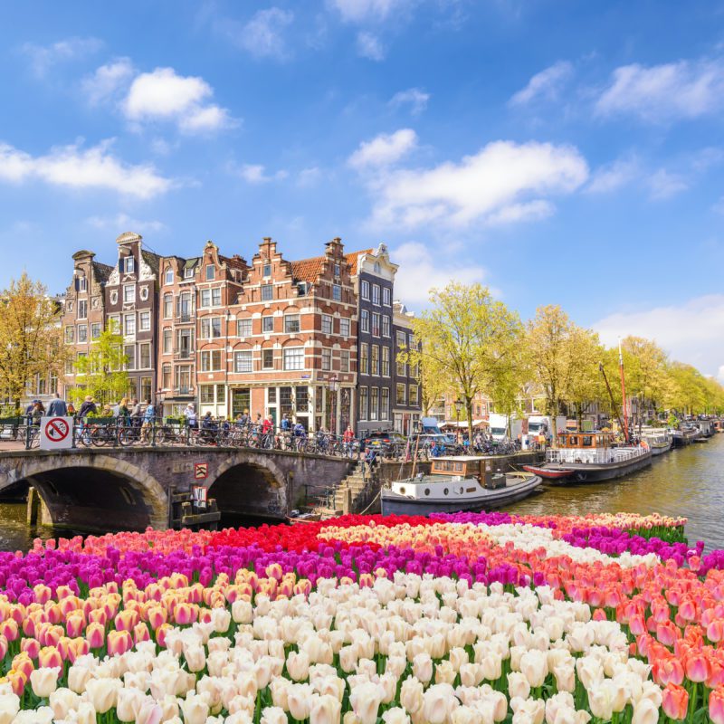 Image for Celebrate Spring in the Netherlands