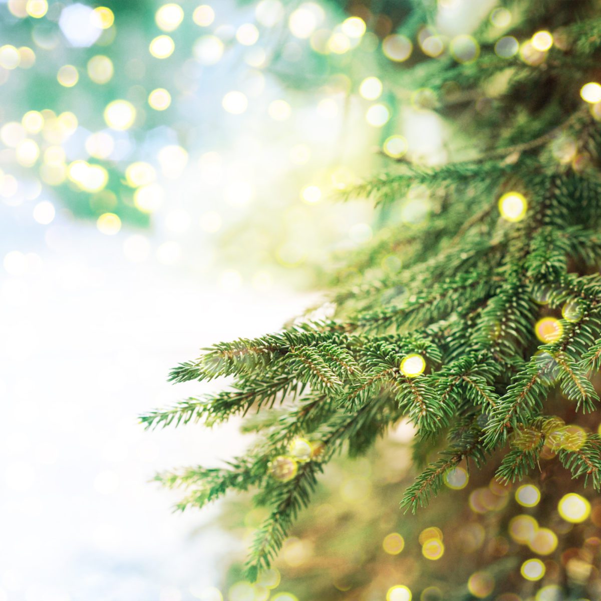 Christmas tree with lights PP
