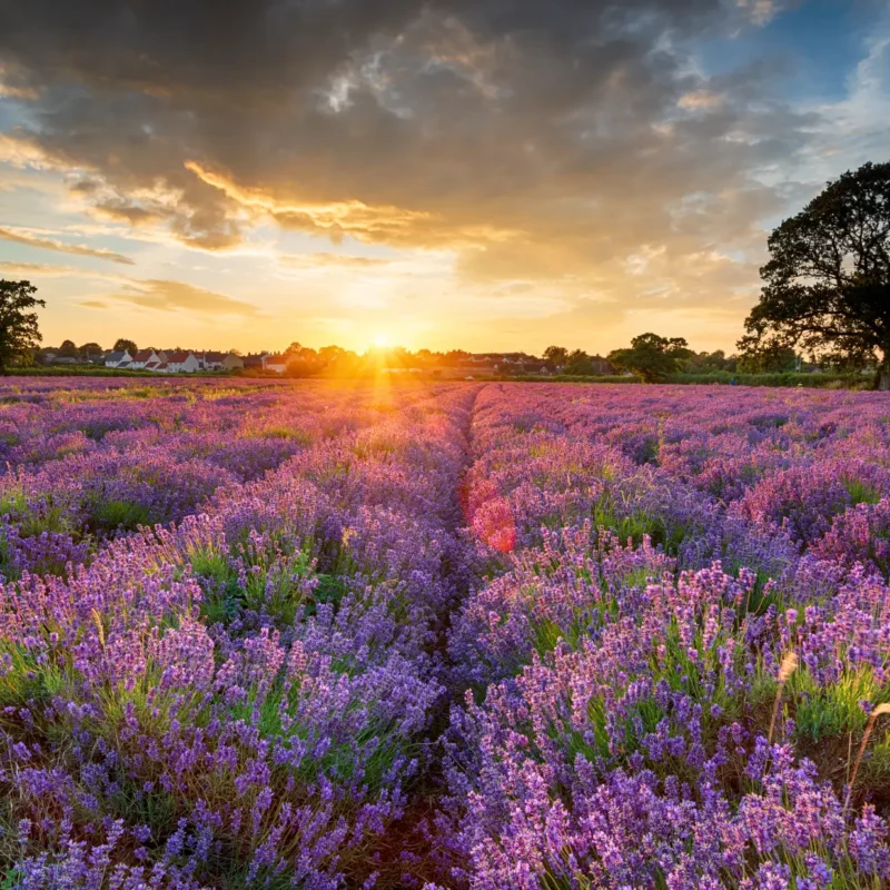Image for The prettiest flower fields in the UK for summer photos