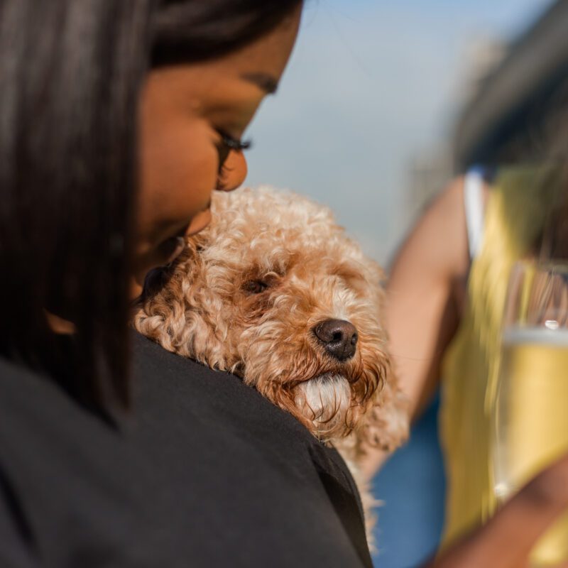 Image for Dog-Friendly London: Where to Go With Your Dog