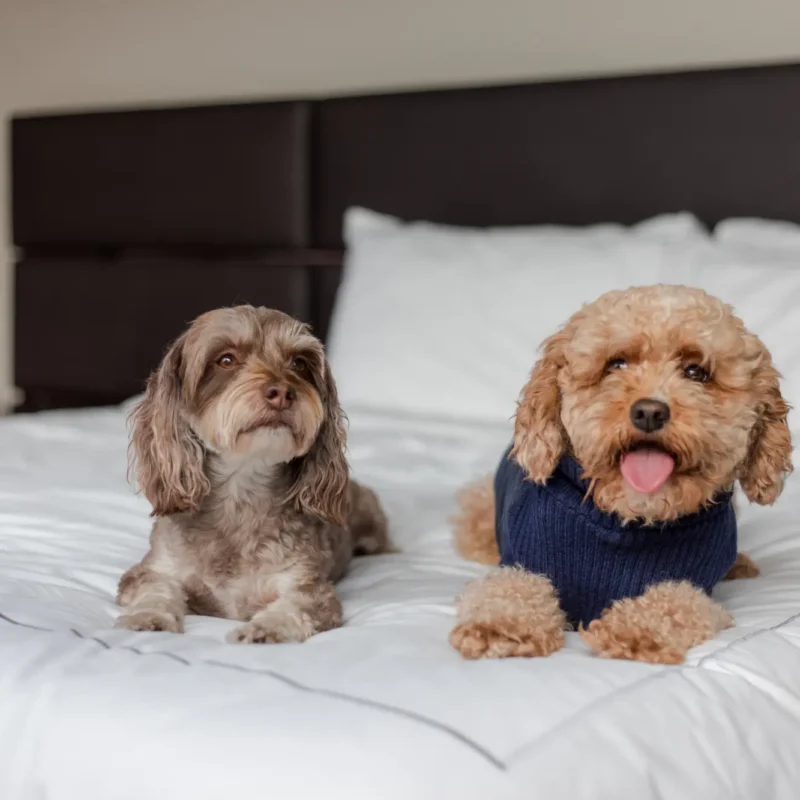 Image for International Dog Day: Hotel breaks with your dog